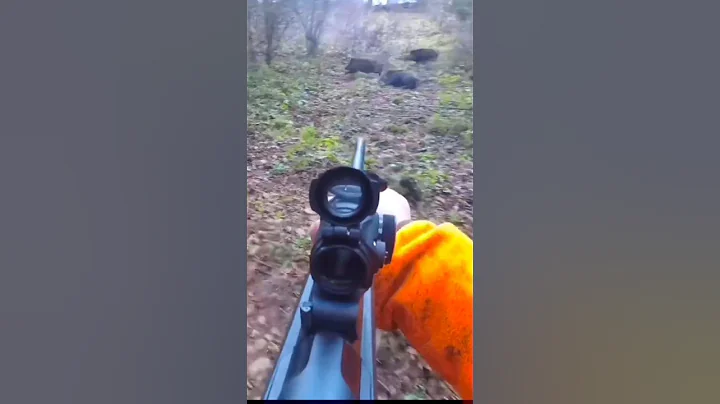много промахов во время охоты на кабанаc #cinghiale #chasse #wildboar #охота #дикий кабан#hunting