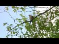 ジュウイチ（1）さえずり（都民の森） - Hodgson's hawk-cuckoo - Wild Bird - 野鳥 動画図鑑