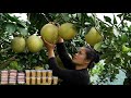 Harvesting garden pomelos, making traditional dessert and jam to sell at the market.