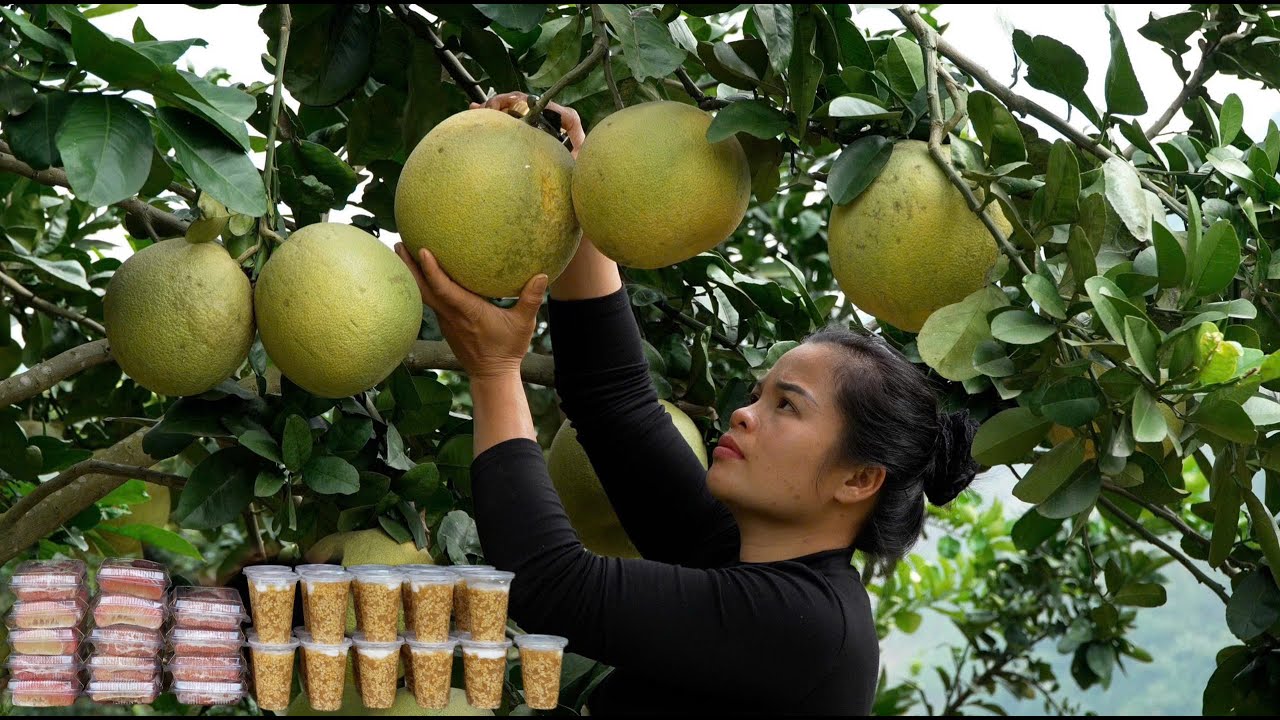 Harvesting garden pomelos, making traditional dessert and jam to sell at the market.