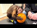 Monkey Pumpkin Carving! Happy Halloween!