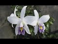 Laelia anceps var veitchiana