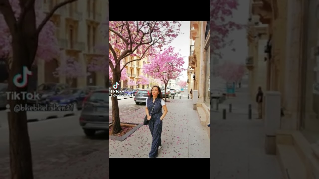 cherry blossom in downtown beirut