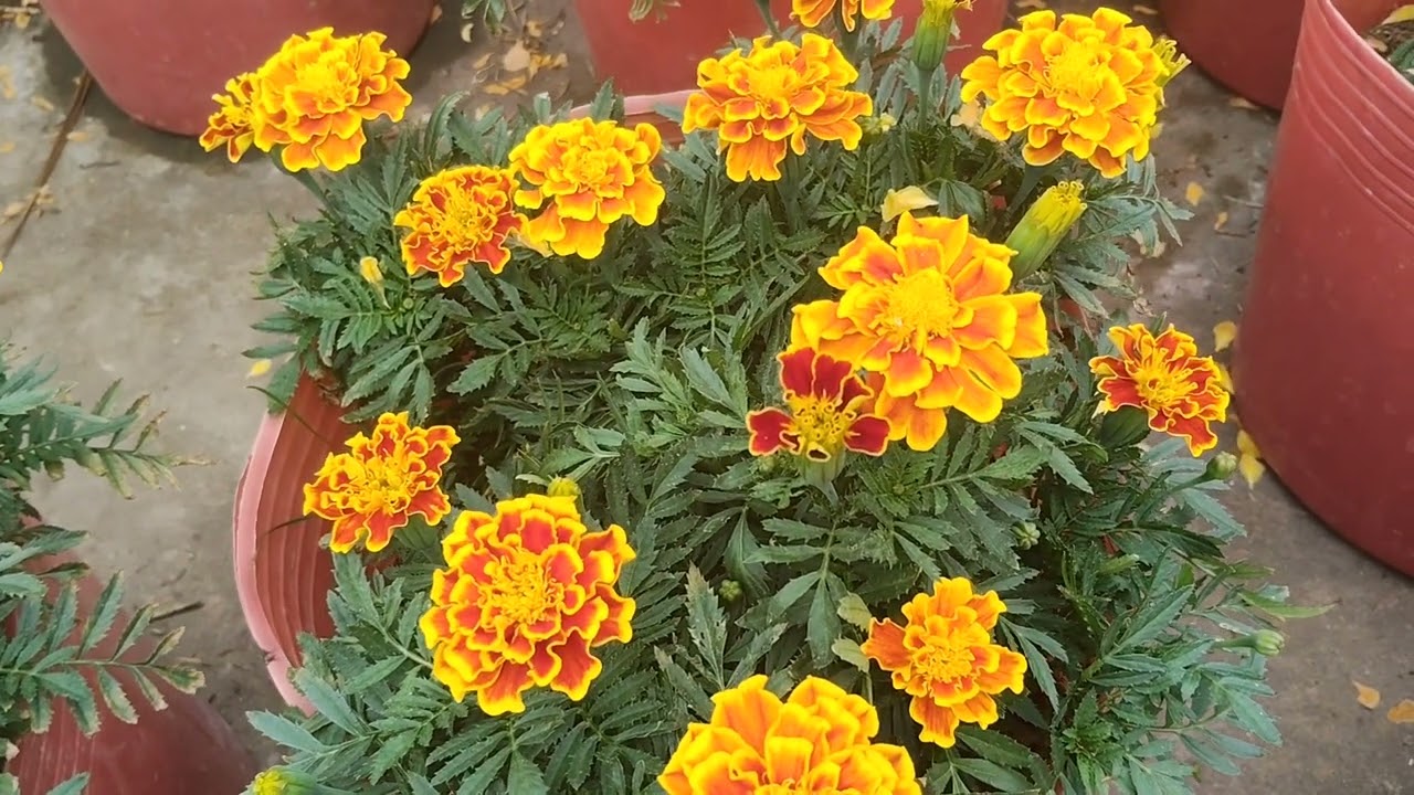 Hạt giống ban mai 140 trồng tự nhiên k cần phân thuốc mua hạt giống alo e 0343484000