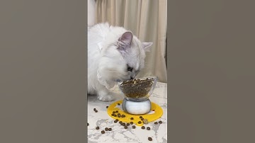 Copy and paste #funny #tiktok #trending #viral #shorts #cat