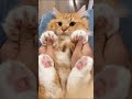 Cute and Funny Cat Videos Compilation. Part 39.
