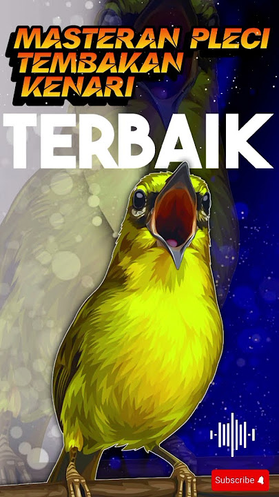 Masteran Pleci Tembakan Kenari Terbaik ‼️