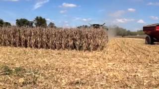 Corn Harvest 2013