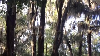 Jax Best | Best scenic walk: Jacksonville Arboretum | River City Live