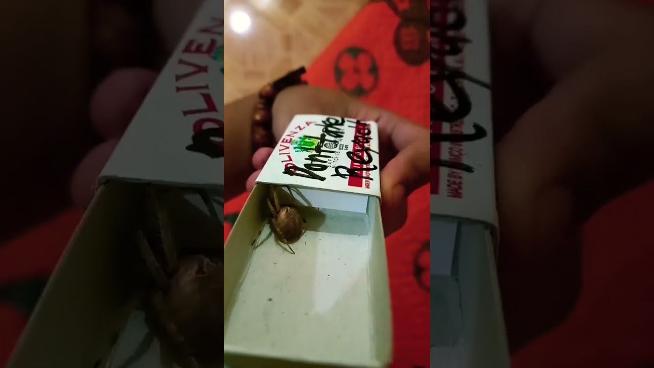 NEW HUNT SPIDER SEMI MAIS-MAISAN SPIDER