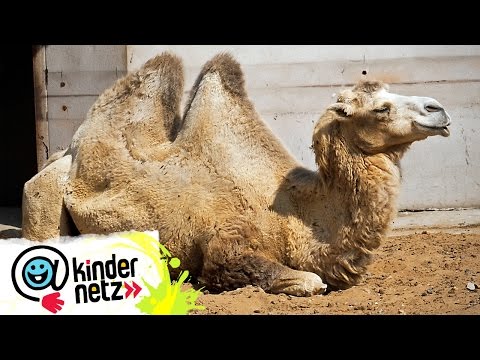 Kamele im Einsatz | Tiere bis unters Dach | SWR Kindernetz