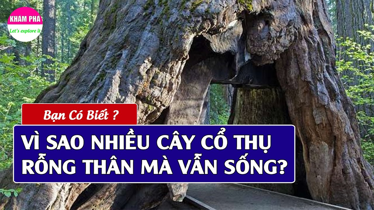 Vì sao nhiều cây cổ thụ rỗng thân mà vẫn sống? - YouTube