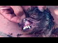 Rescue a dog with maggots all over the body