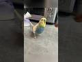 When the feeder took away the parrot's food, it started swearing. #birds #parrot #parrots #shorts