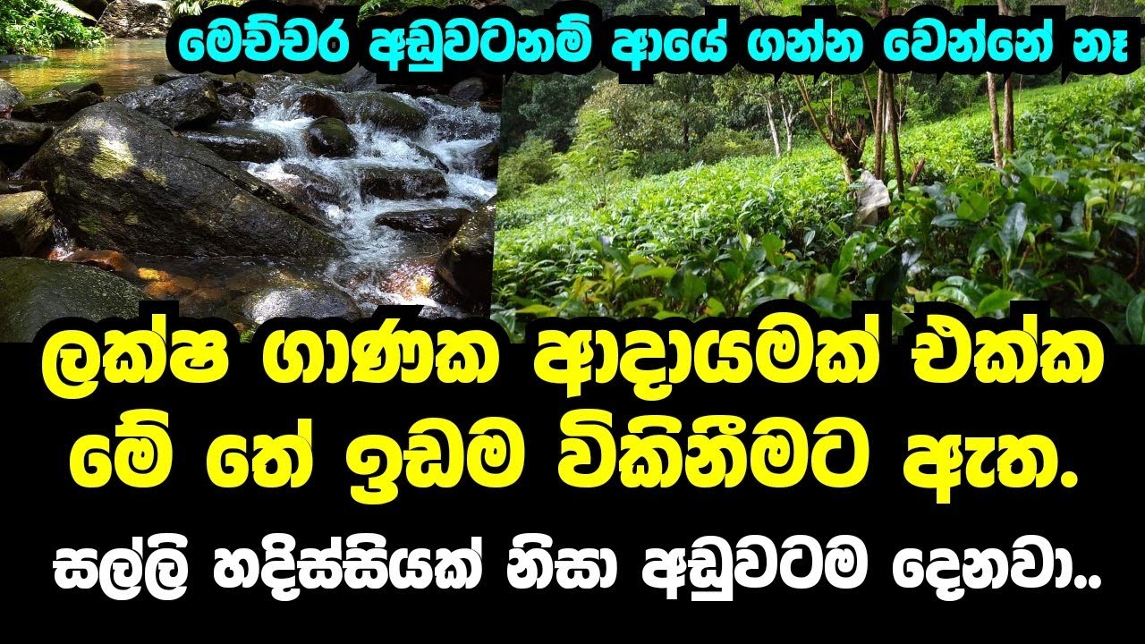ADUWATA IDAM ADUWATA GEWAL agricultural land for sale Tea land sale