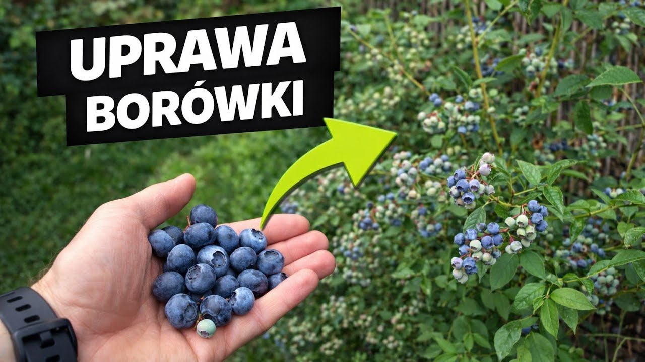 podstawy uprawy borówki amerykańskiej  od wiosny do jesieni