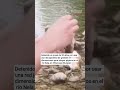 Detenido joven por usar una red japonesa atrapar pájaros en el río Nela (Burgos)
