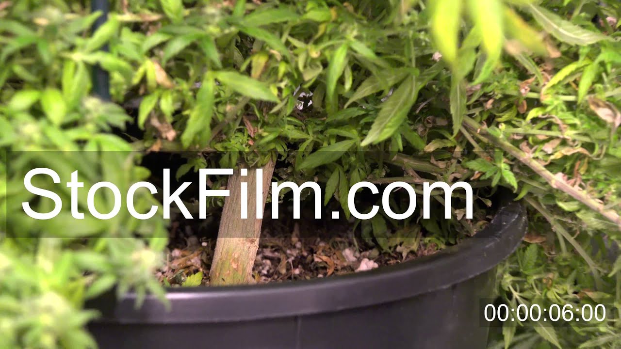 Marijuana Plant Big Stalk -  Zoom Out