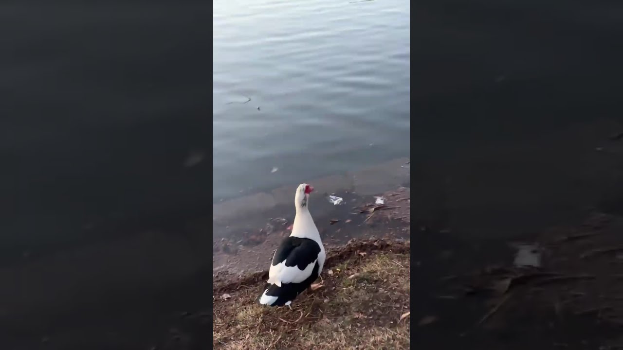 Types of Ducks USA 2026