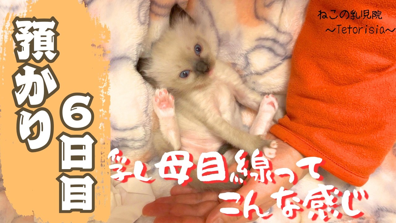 【生後２９日目】