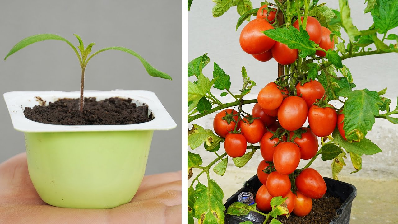 Tomato Growing Tips How to Grow Tomatoes in Pots for a Bountiful Harvest