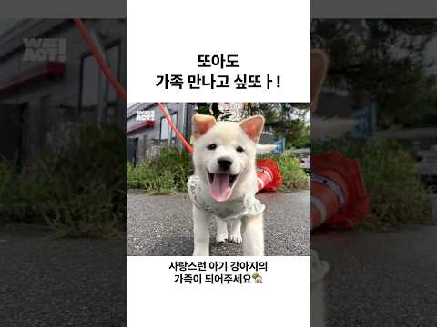 사랑스런 또아도 가족 만나고 싶또ㅏ | 동물구조단체 #WEACT thumbnail