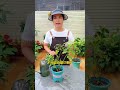 月季爛根的三個信號#月季 #月季養護 #養花小知識 #愛生活愛養花