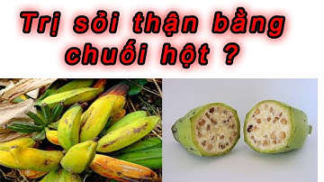 Top công dụng trị sỏi thận của chuối hột || Tôi yêu sức khỏe