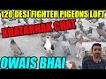 Khatarnak chat k 120 desi fighter pigeons loft owais bhai nazimabad walay season  ki tayari kabooter