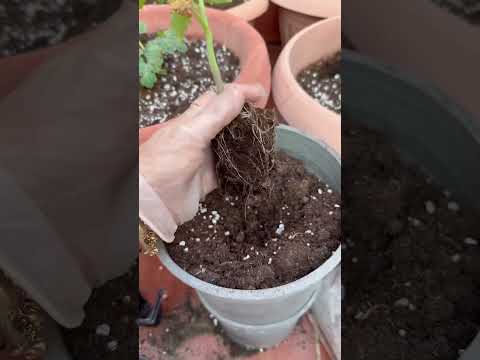  الزراعه سهله السعودية  زراعة جده   4