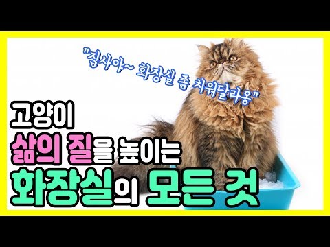 Everything about cat toilets - the center of a cat&rsquo;s life quality