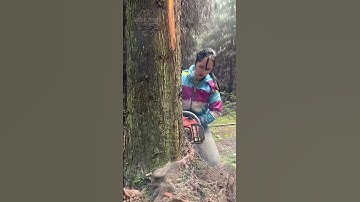 The Process of Cutting Down a Tree with a Chainsaw #Tools #Efficiency #Construction