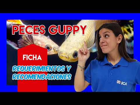 Video: Cómo elegir tus primeros Guppies