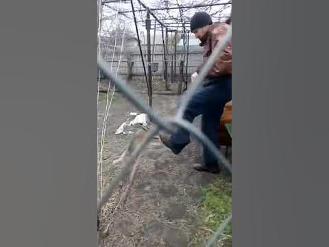 Заяц боксер - YouTube