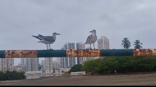30 minutos de video (yapping y ver el amanecer en cartagena -irl)????