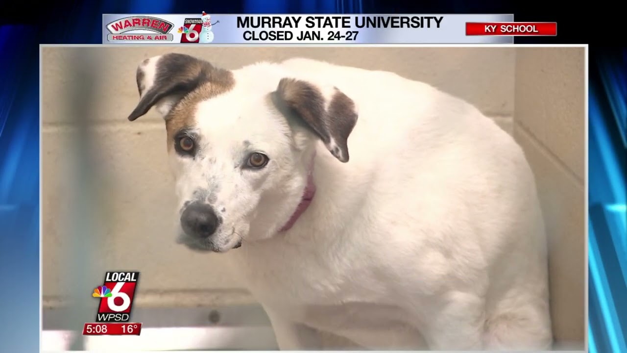 Animal control, humane society share pet safety tips for winter storms