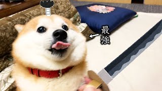 悪代官役のくせに何度みね打ちされても絶対に倒れてくれない柴犬