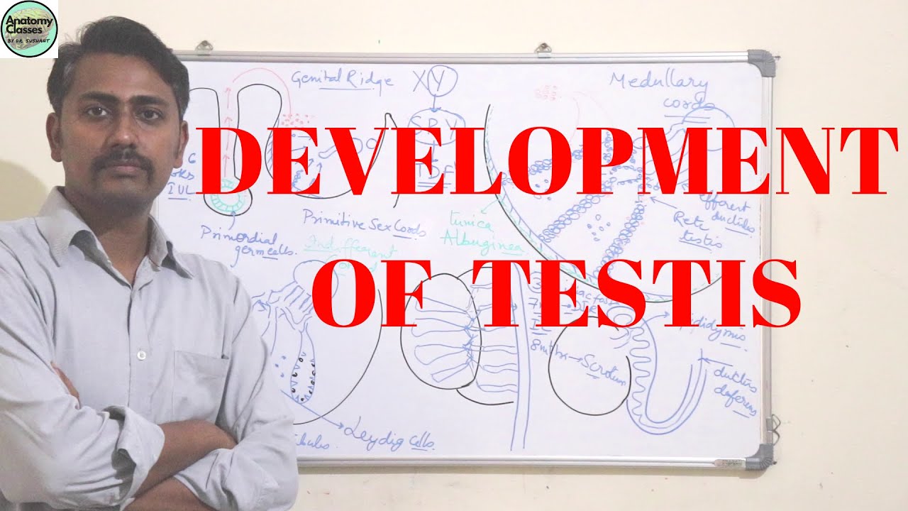 DEVELOPMENT OF TESTIS 