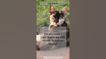 Feline Night Vision: Cats