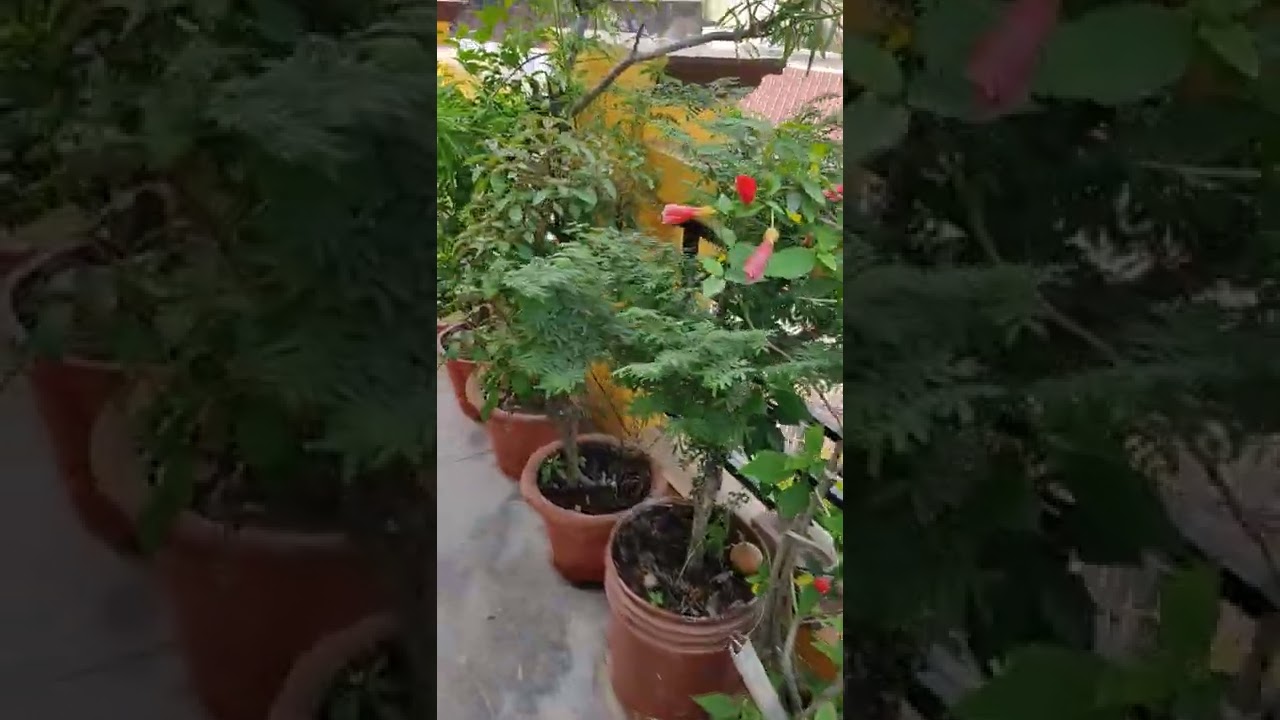 Love Greenery ❤🌺🌼🪴
