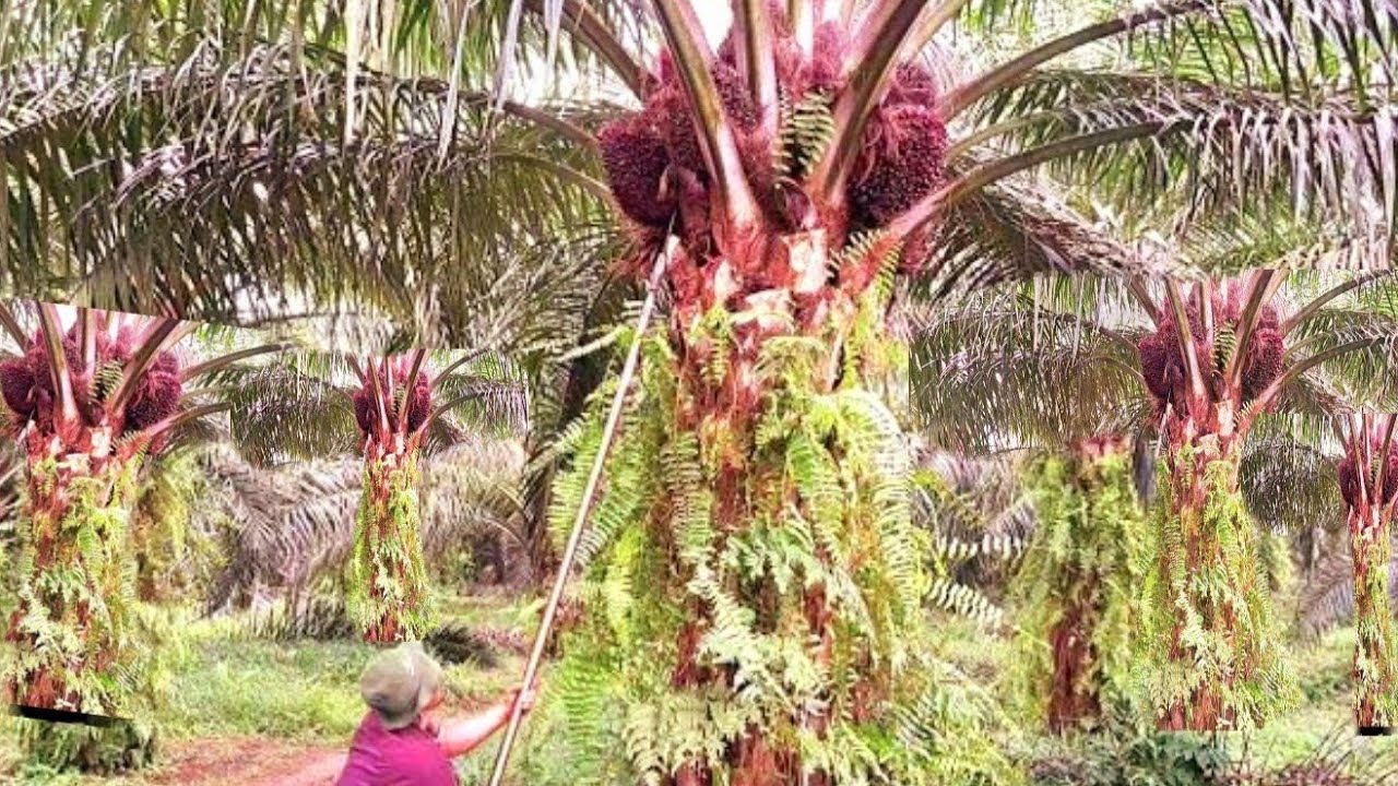 INILAH PANEN SAWIT BIBIT UNGGUL ASLI BUAH TURUN BERTUBI TUBI