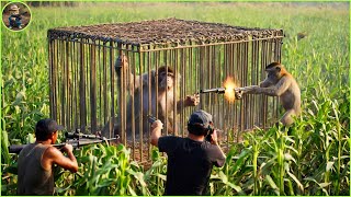 How Do Hunters And American Farmers Deal With Millions Of Wild Boars, Monkey, Baboon by Trap and Gun