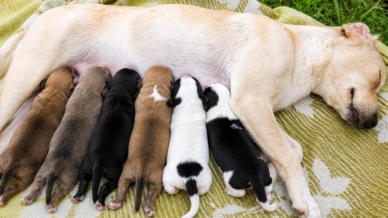 Heartwarming Rescue Mother Dog Caring for Her Newborn Puppies 🐶🍼 ...