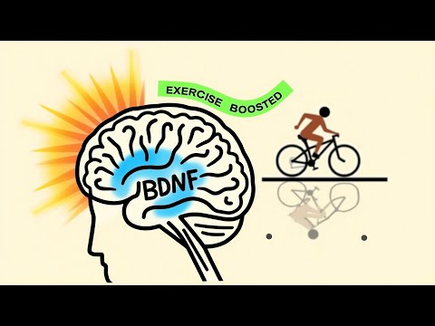 BDNF : la protéine du cerveau stimulée par le sport