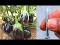 شاهدو الطريقة العبقرية تتم زراعة الباذنجان