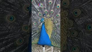 Animal sanctuary in B.C. asks CFIA to spare peacocks