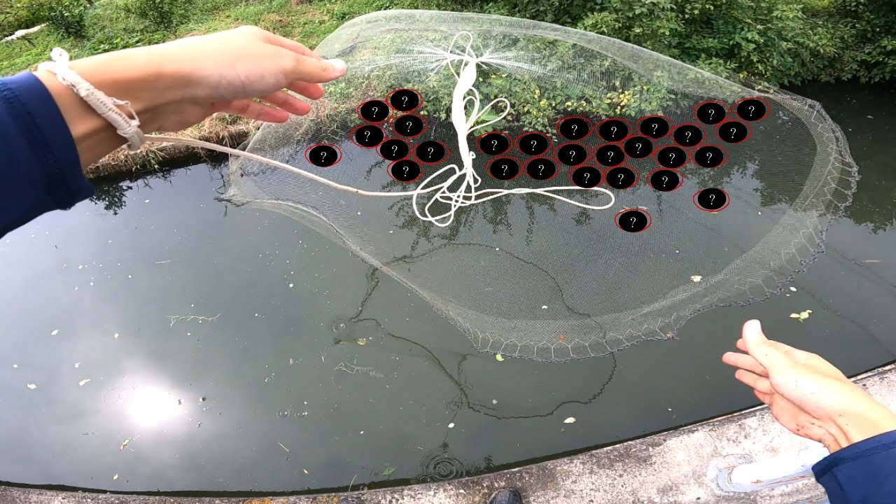 大阪の身近な用水路にいた魚が絶滅寸前‼原因の外来魚を投網で大量捕獲して保全活動してみた！【ニッポンバラタナゴ】