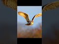 Night Predator - series: “Predator Senyap di Udara | Burung Hantu Telinga Pendek”