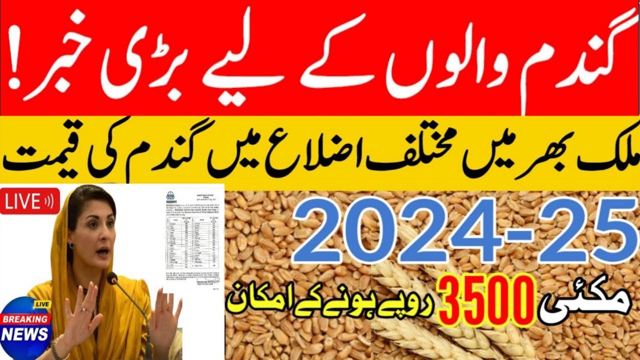 Makki price in Punjab today | gandam rate today | wheat price today in ...