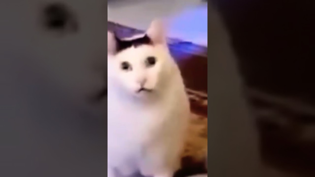 bruh cat meme